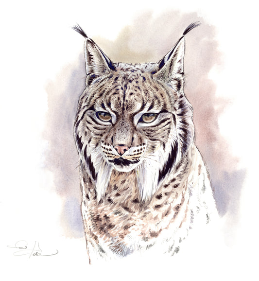 Lince ibérico