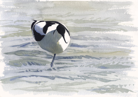 Avoceta