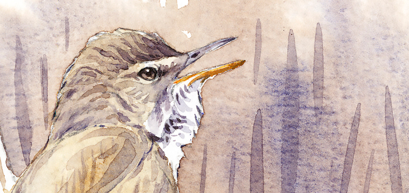 common warbler