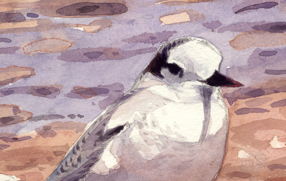 Charrancito y Fumarel común