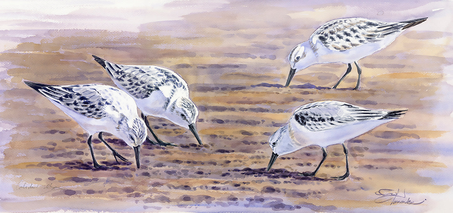 Correlimos tridáctilos II