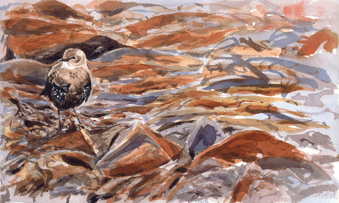 Estornino pinto & algas marinas