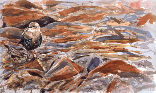 Estornino pinto & algas marinas