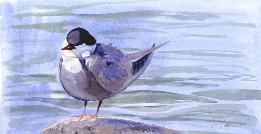 Fumarel cariblanco I