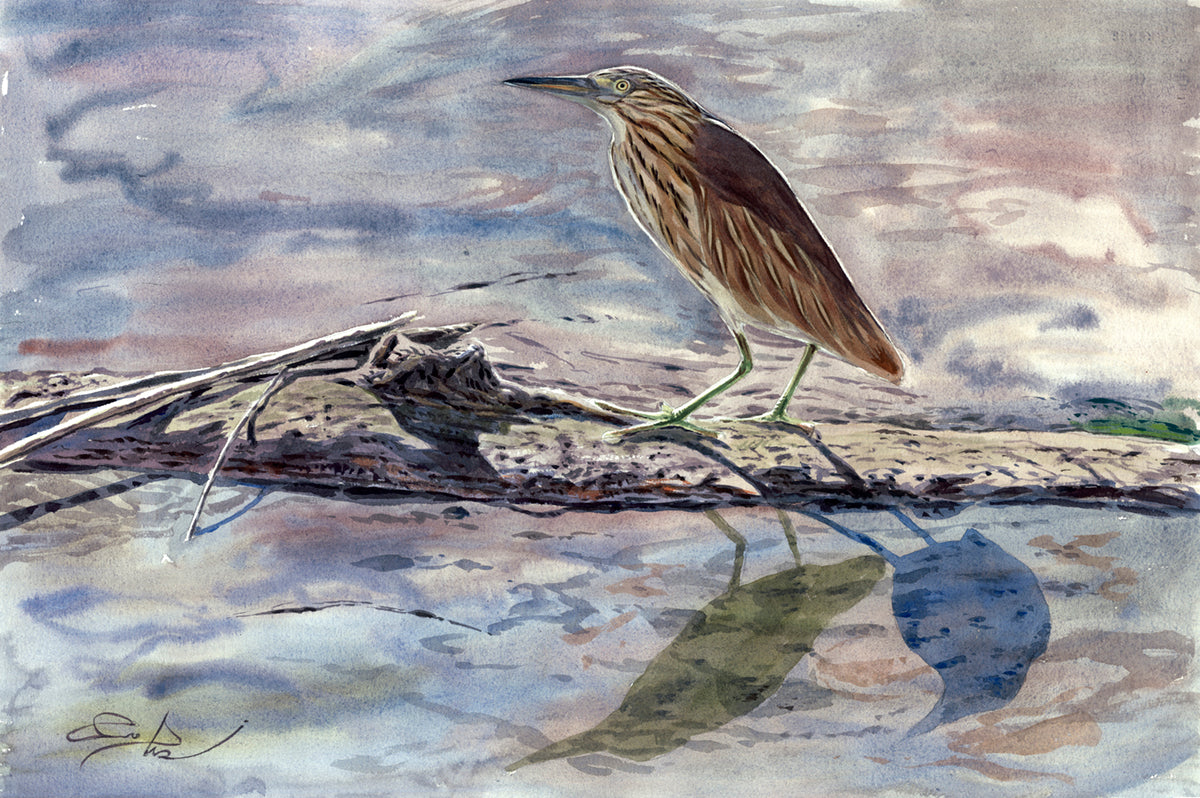 Crab-eating egret VI