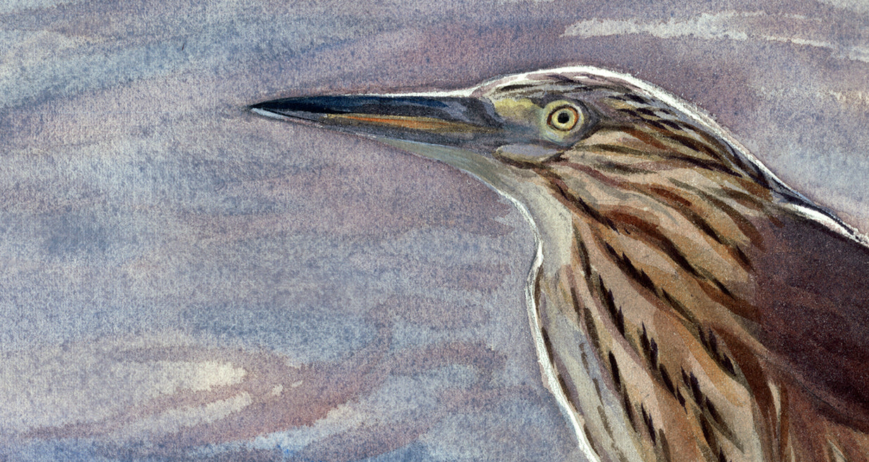 Crab-eating egret VI
