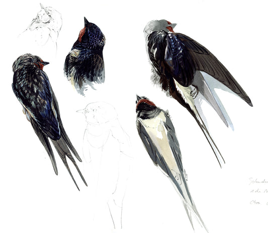 Golondrina común estudio