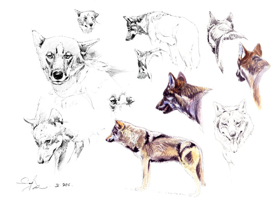 Lobo ibérico Estudio 1