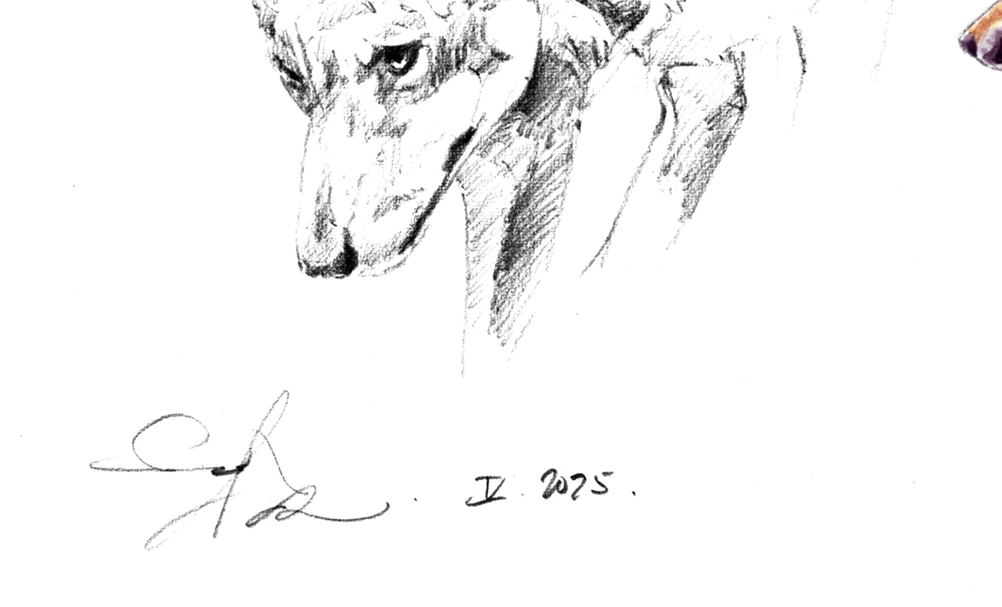 Lobo ibérico Estudio 1