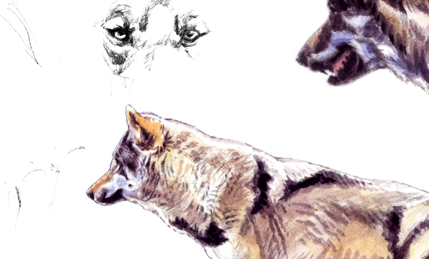 Lobo ibérico Estudio 1