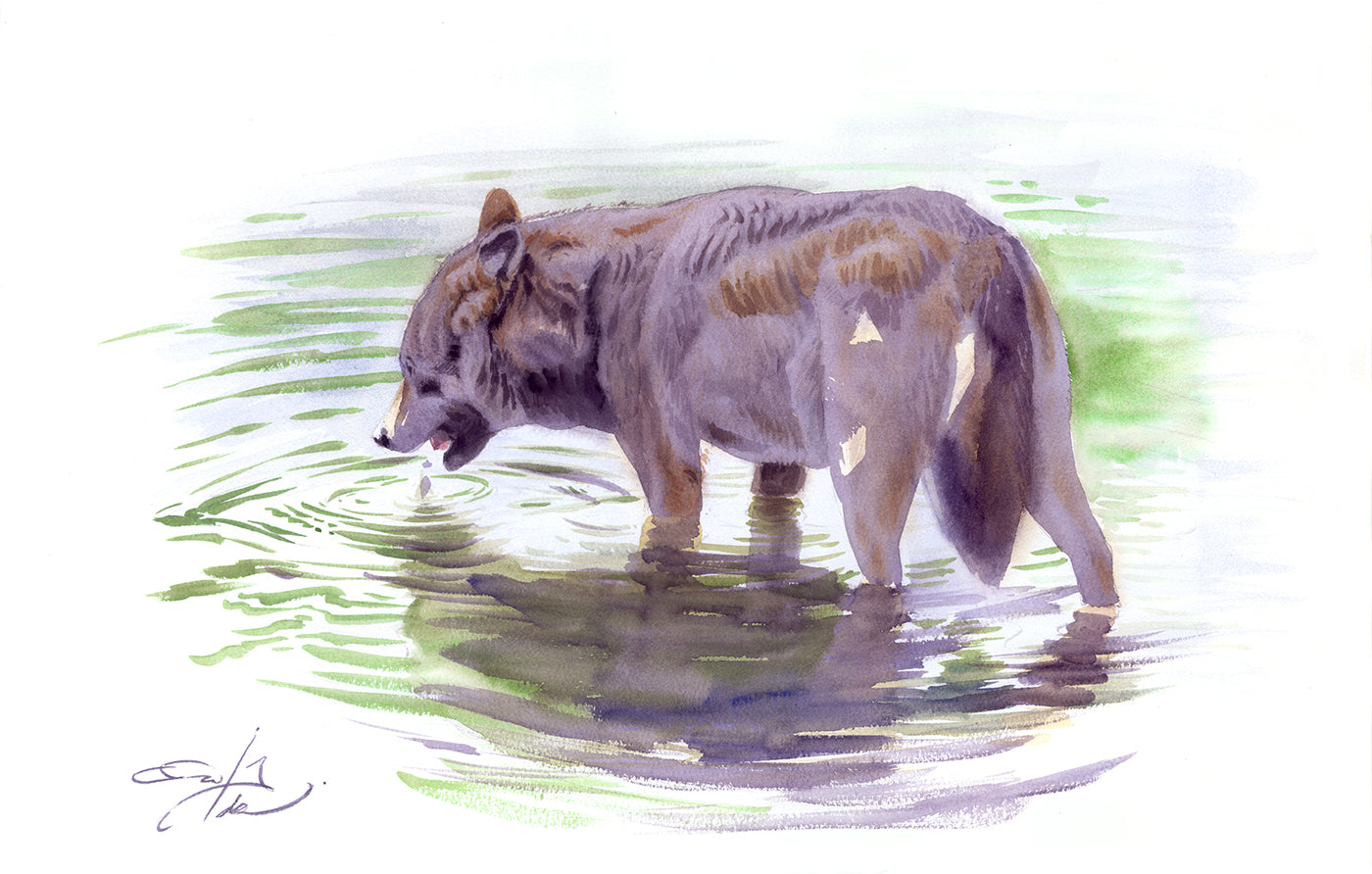 Lobo ibérico. Sed