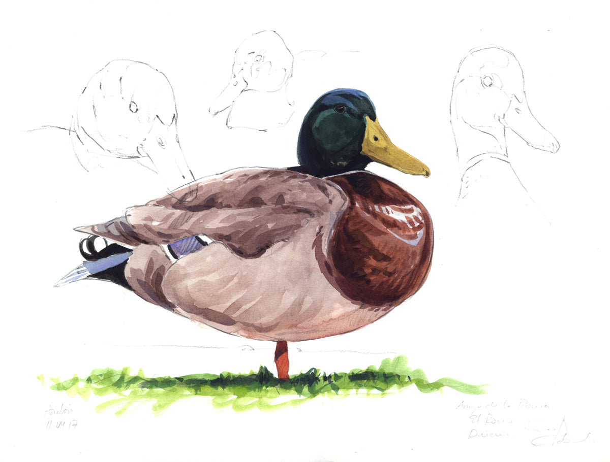 Mallard Duck