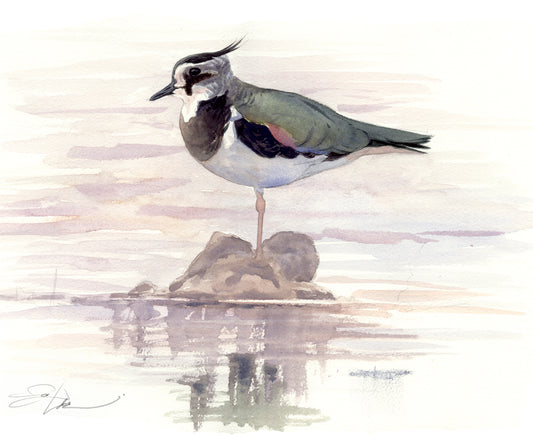 Lapwing I