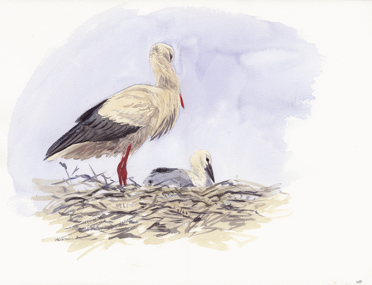 White stork