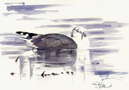 Yellow-legged Gull I