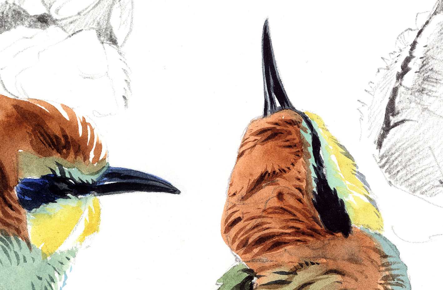 Bee-eater. Study