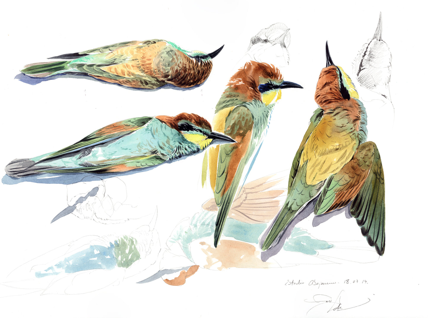 Bee-eater. Study