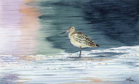 Pin-tailed Godwit