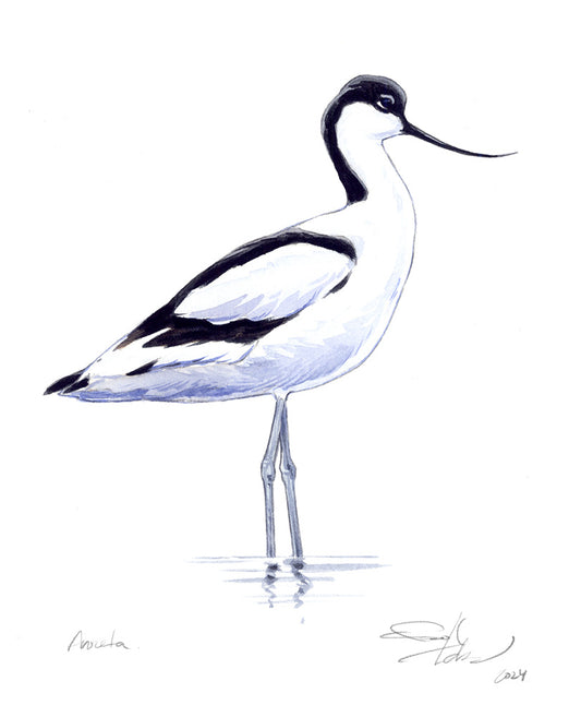 Avoceta