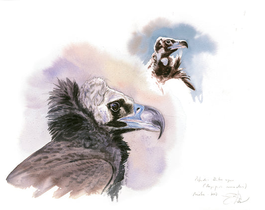 black vulture