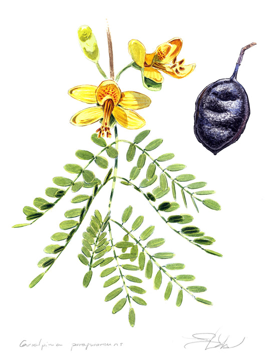 Caesalpinia paraguarensis