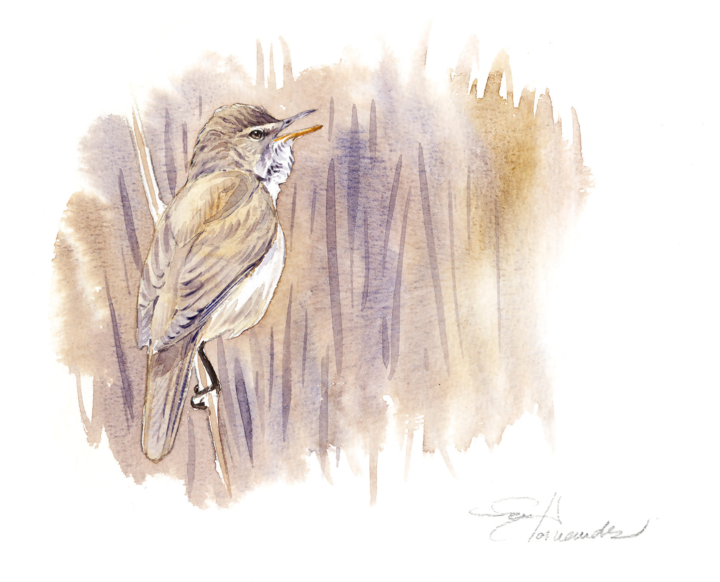 common warbler