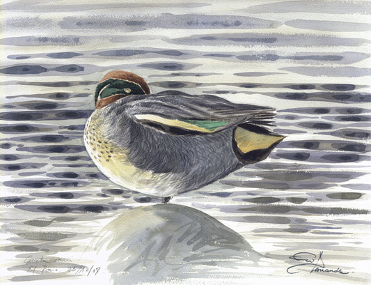 common teal