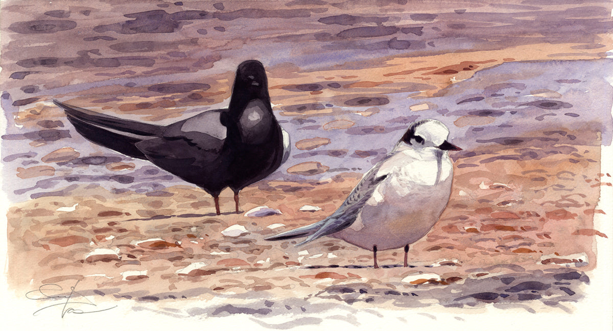 Little Tern and Common Fumarel