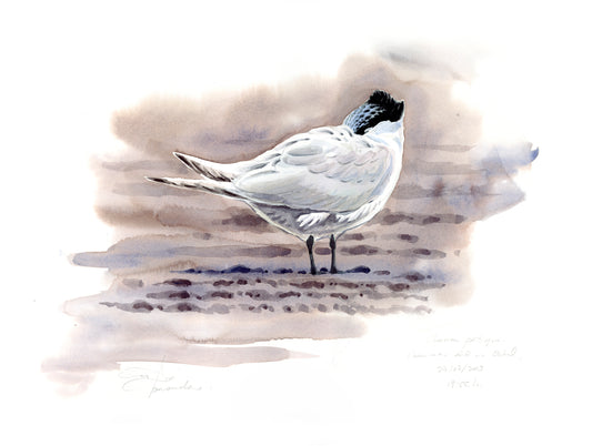 Black-footed Tern