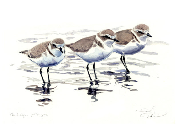 Kentish Plovers