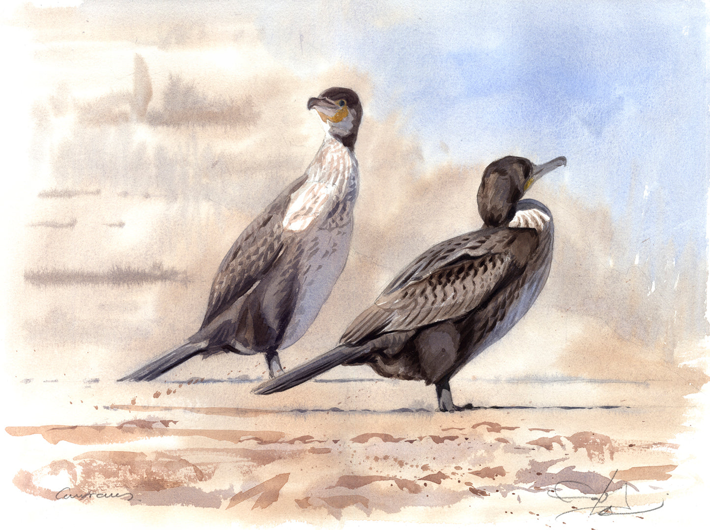 Great cormorants I