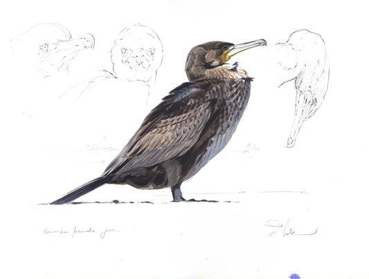 Cormorán grande