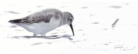 Correlimos zarapitín I