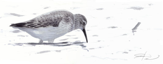 Curlew I