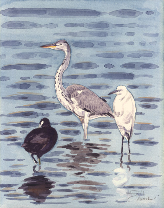 Gray Heron &amp; Coot &amp; Little Egret