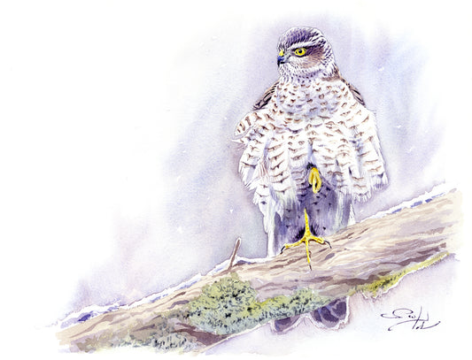 Gavilán común invierno I