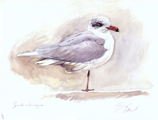Gaviota cabecinegra