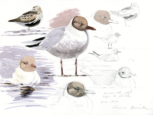 Black-headed Gull &amp; Dunlin