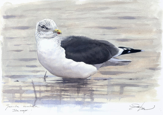 Sooty Gull I