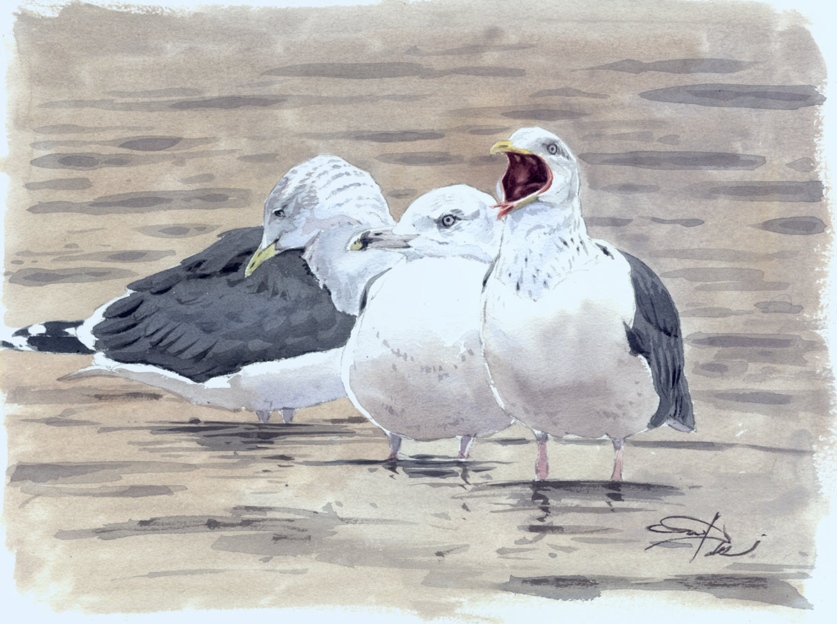 Gaviotas sombrías