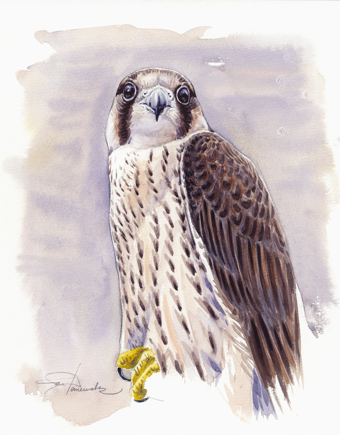 Juvenile peregrine falcon