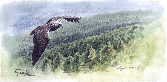 Iberian imperial eagle