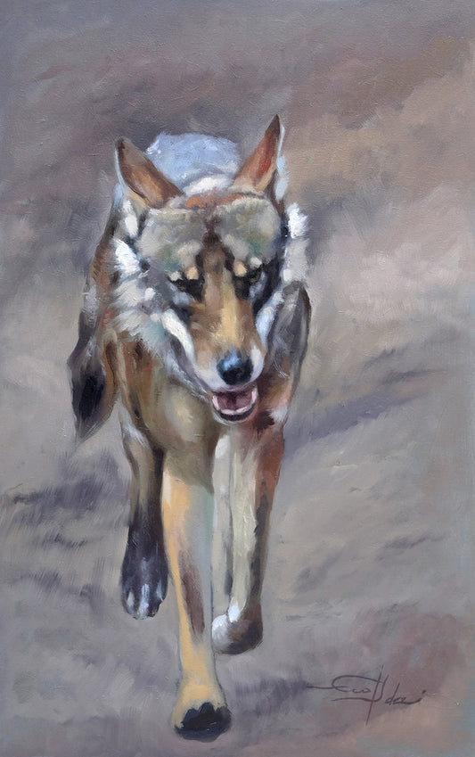 Lobo ibérico