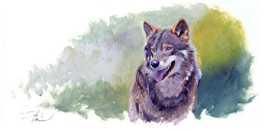 Lobo ibérico. La pausa