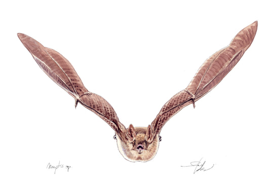 Myotis sp.