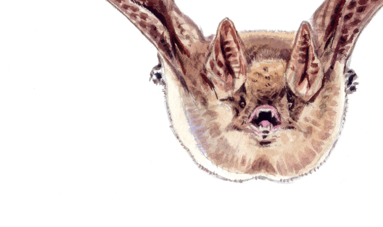 Myotis sp.