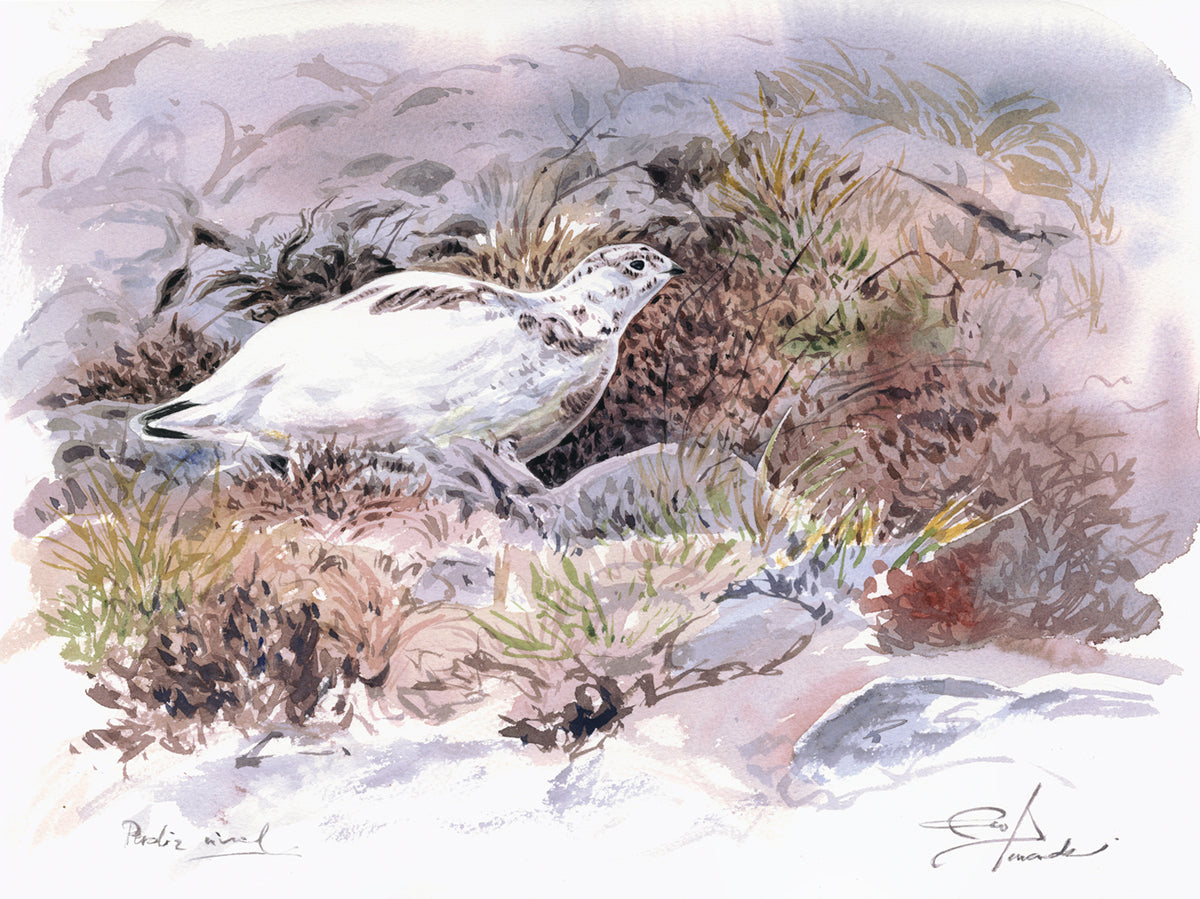 ptarmigan