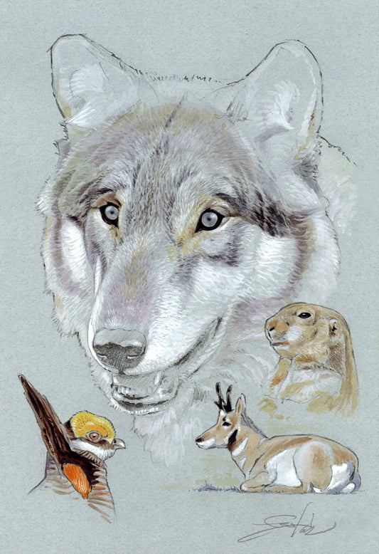 North American gray wolf