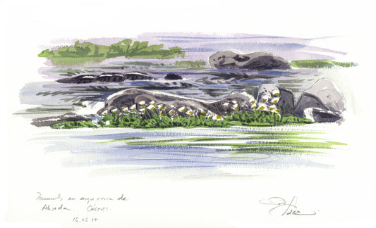 Ranunculos acuaticos. Cáceres