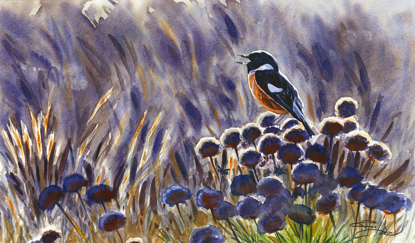 Stonechat I